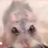 I love Hamster
