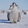 Lazy_Penguin